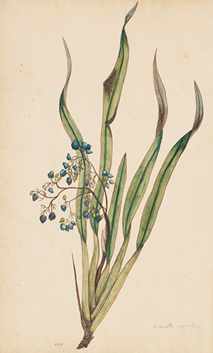 Doody plant illustration
